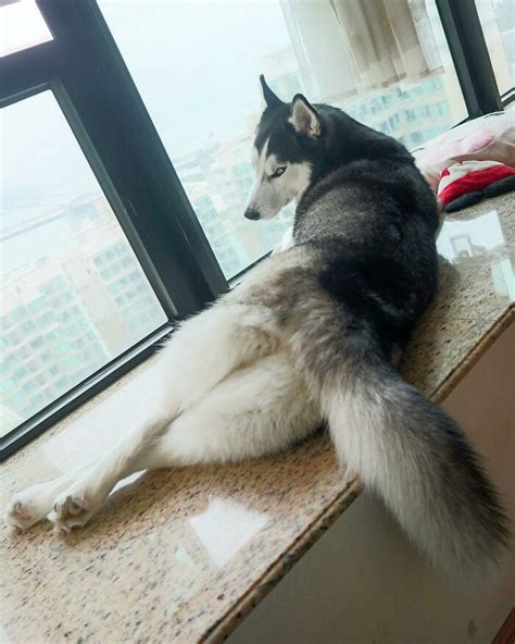 husky hong kong